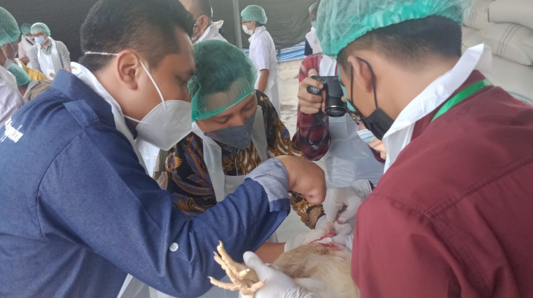 Laboratorium Produksi Ternak Unggas FPP Undip Gandeng JHTC  Adakan Pendampingan Juleha