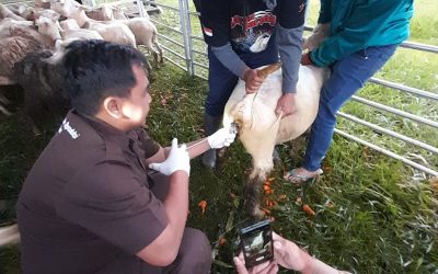Tim FPP Undip Mensosialisasikan Teknologi Reproduksi untuk Peningkatan Produktivitas Domba Batur di Kabupaten Banjarnegara