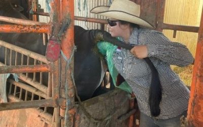 Tania Anggi Leo Putri : Serunya Magang pada Peternakan Sapi  di Australia Bersama NTCA